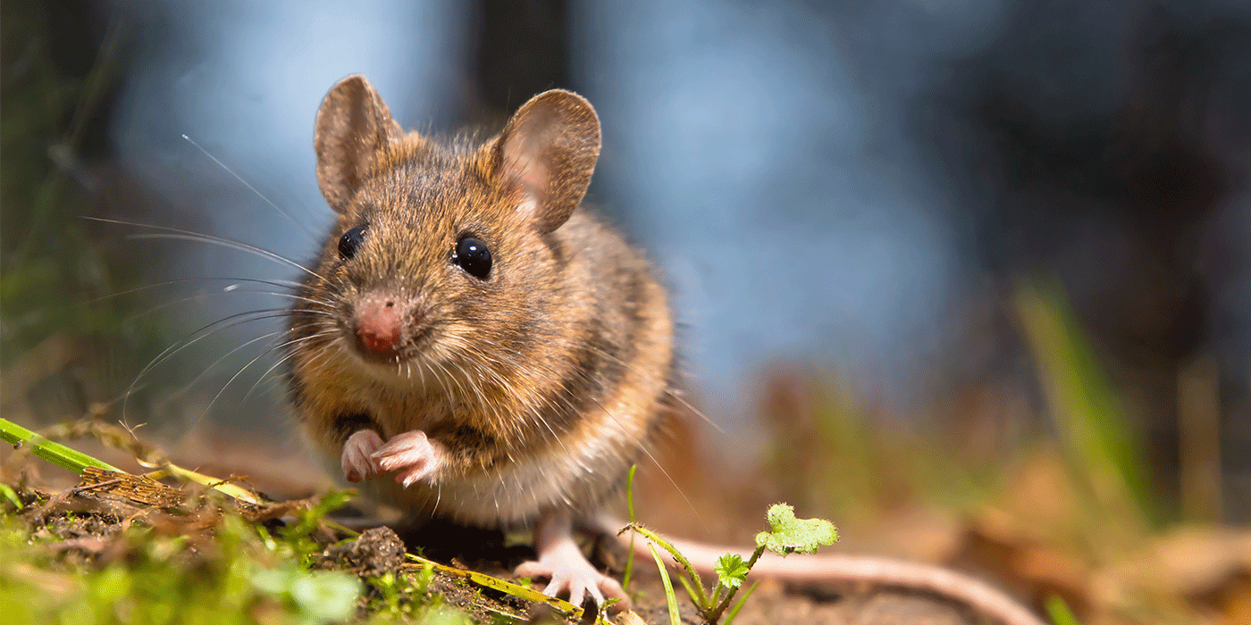 AKRA  Anwendungshinweis Mäuseabwehr